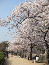 夙川公園の桜